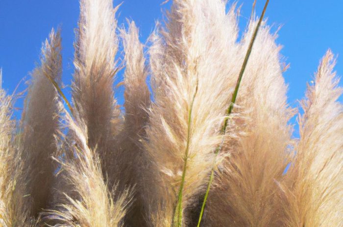 Trawa pampasowa prosto z Ameryki Południowej