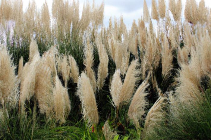 Trawa pampasowa w ogrodzie – jak i kiedy sadzić sadzonki trawy pampasowej?