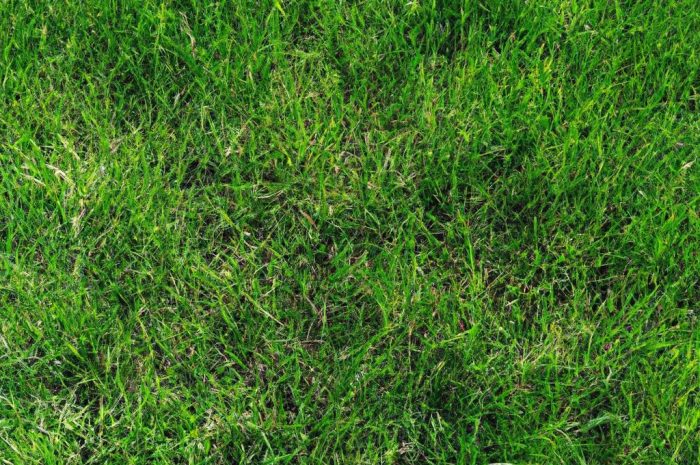 Trawa samozagęszczająca – szybkie zazielenienie trawnika