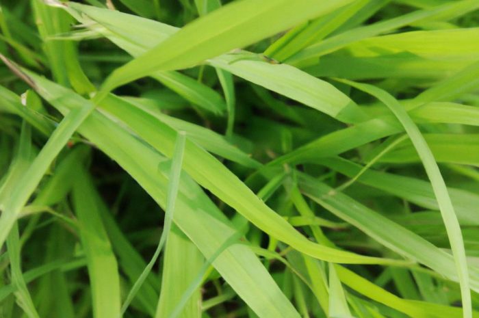 Trawa tygrysia, czyli miskant chiński w twoim ogrodzie