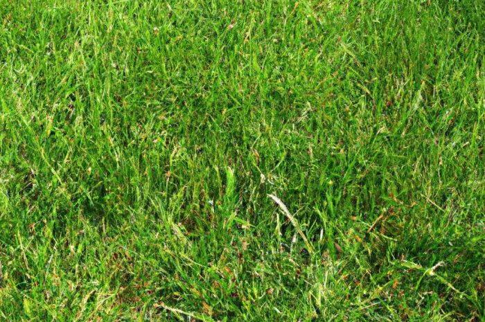 Trawa z rolki – jakie są zalety takiego rozwiązania? Kiedy warto się na nie zdecydować?