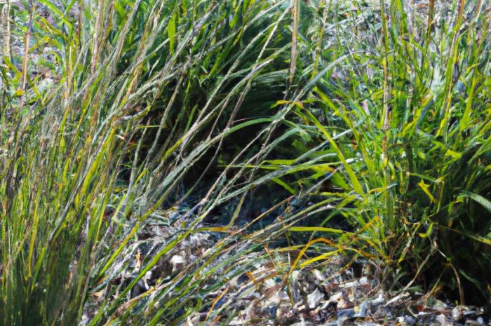 Trawy na skalniak. Jakie gatunki będą największą ozdobą tej części ogrodu?
