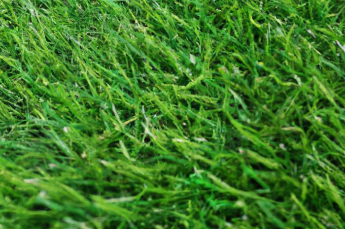 Trawy na tarasy i balkony – sztuczna trawa na podłogę oraz trawy ozdobne w donicach