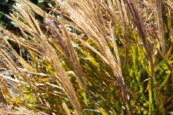 Trawy ozdobne – niezbędne informacje