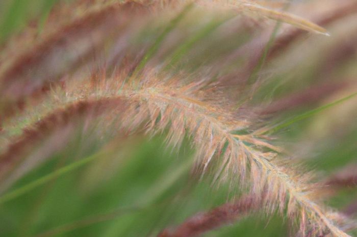 Trawy wieloletnie. Poznaj najciekawsze gatunki traw ozdobnych!