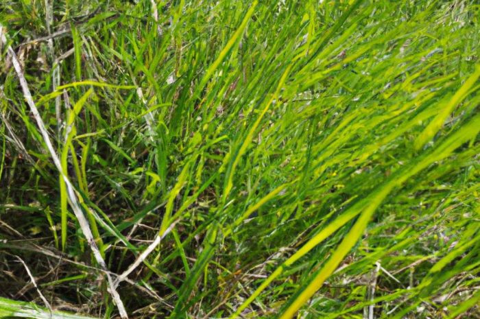 Trawy zimozielone – lista najpiękniejszych gatunków traw ozdobnych