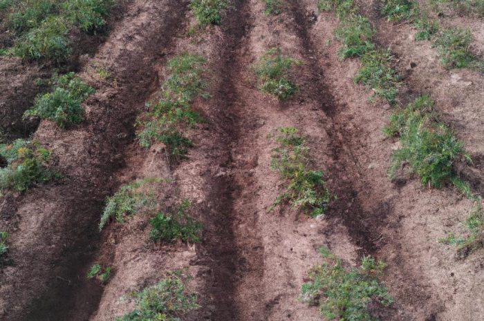 Trędownik bulwiasty. Jak uprawiać tę roślinę?