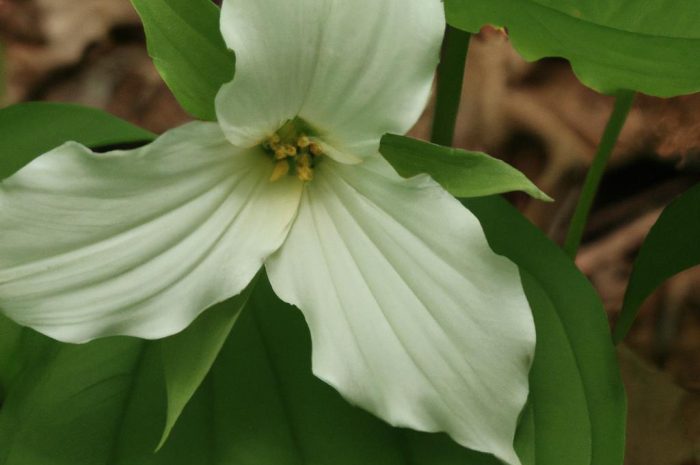 Trójlist – czym są trójlisty, w jakich gatunkach występują i co warto wiedzieć o ich uprawie?