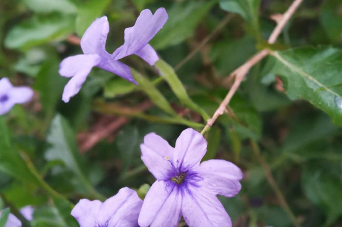 Trojeść bulwiasta – ciekawa roślina miododajna na rabaty bylinowe