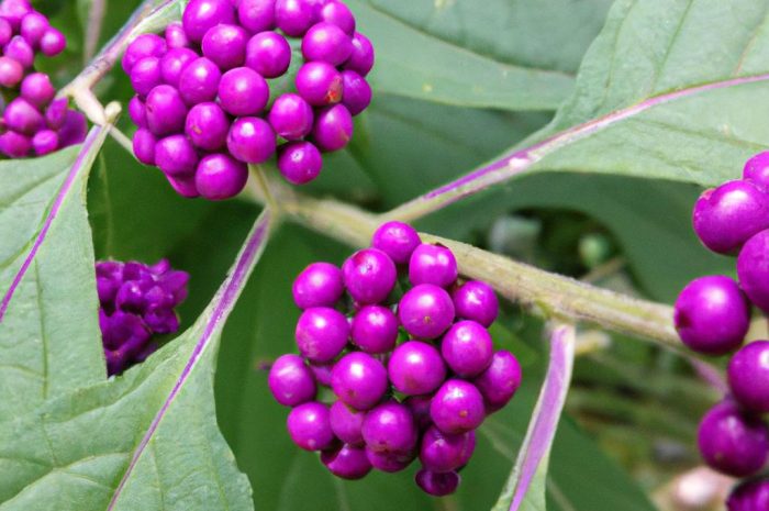 Trojeść amerykańska – piękna i miododajna roślina, która wabi motyle i pszczoły. Czy można hodować ją w ogrodzie?