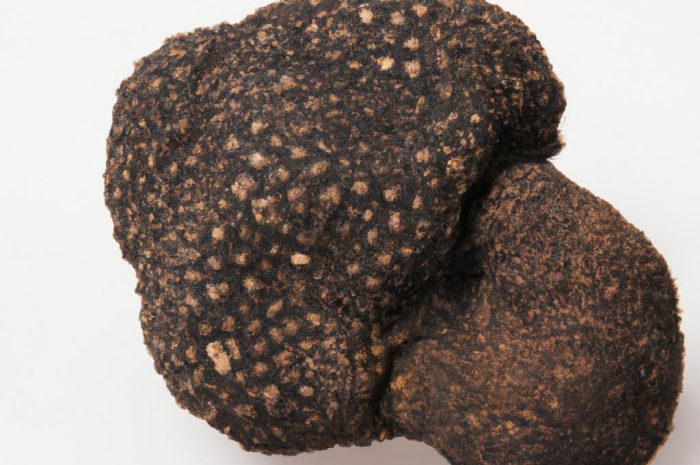 Trufla czarnozarodnikowa – właściwości i zastosowanie