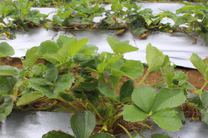 Truskawki po zimie. Co robić, by ich zbiory były obfite?