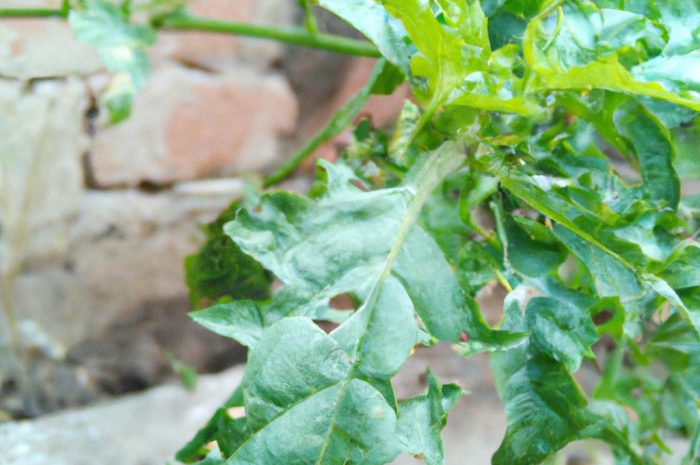 Trytoma groniasta – egzotyczna roślina, która ciekawie kwitnie