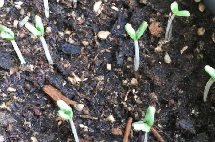 Trytoma po zimie – pielęgnacja rośliny zimującej w ogrodzie