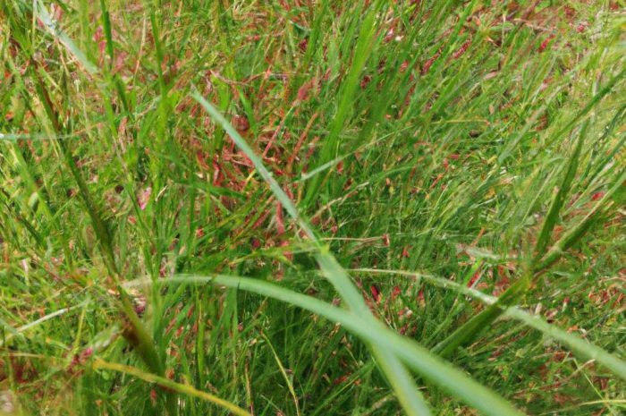 Trzcinnik (Calamagrostis) – popularna trawa ozdobna w ogrodach. Zobacz, jakie są jej odmiany i jak ją uprawiać!
