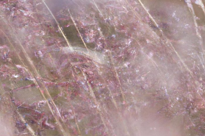 Trzęślica modra – jak uprawiać Molinia caerulea w przydomowym ogrodzie?