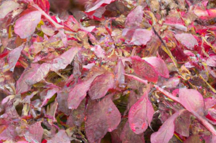 Trzmielina oskrzydlona – wszystko, co musisz o niej wiedzieć