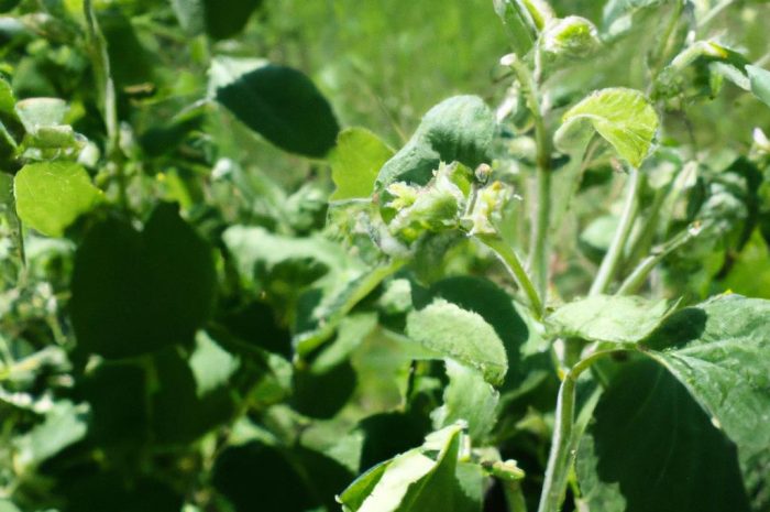 Trzmielina – jak dbać o roślinę krok po kroku