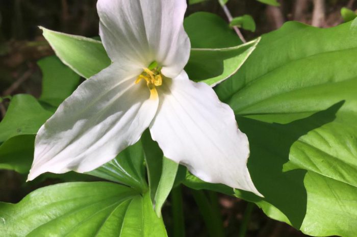 Trzykrotka – kwiat, który znów jest w modzie