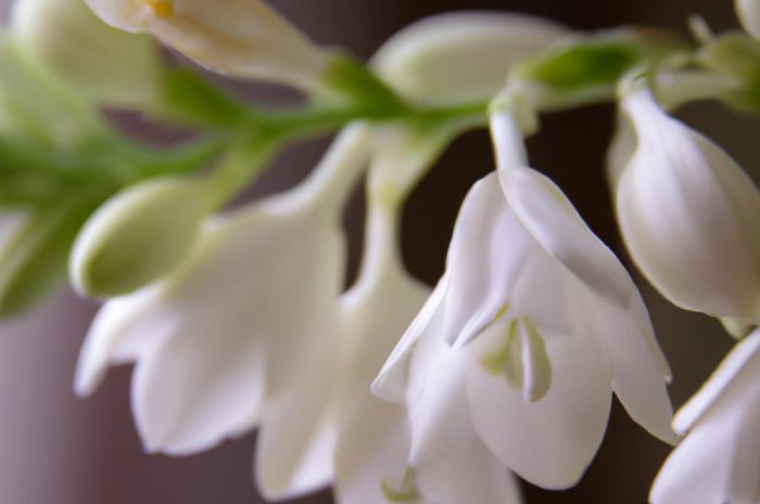 Tuberoza wonna – czy jej uprawa jest łatwa? Poznaj najważniejsze zasady jej pielęgnacji!