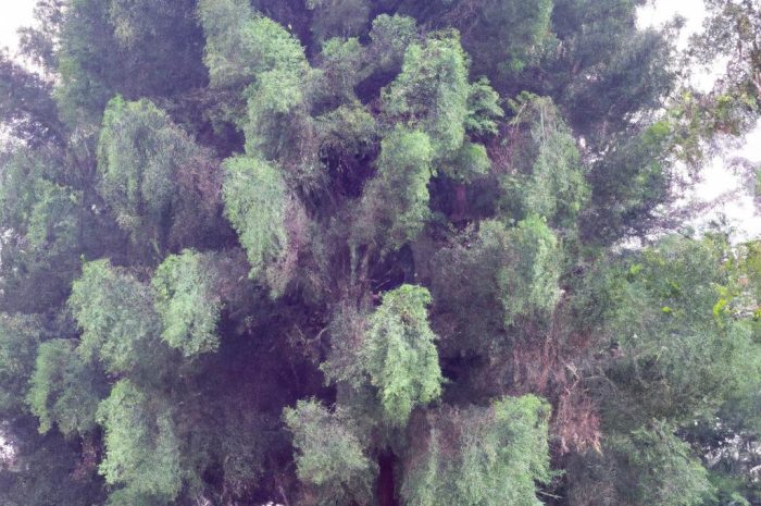 Tuja – cieszące oko drzewko