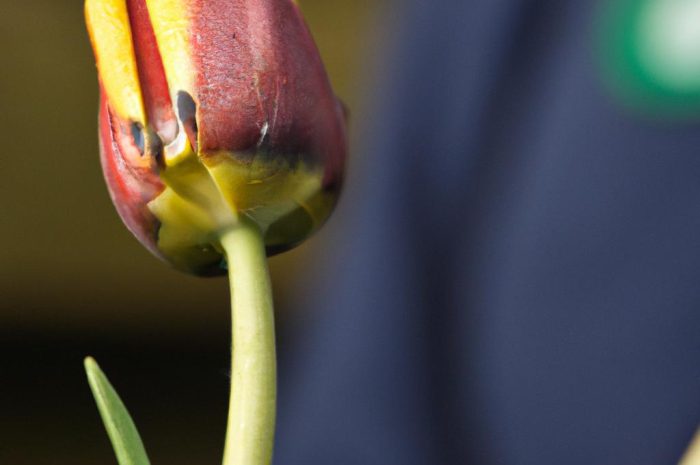 Tulipan – czym się charakteryzuje i które gatunki są najpopularniejsze? Sprawdź, co musisz wiedzieć o tej roślinie!