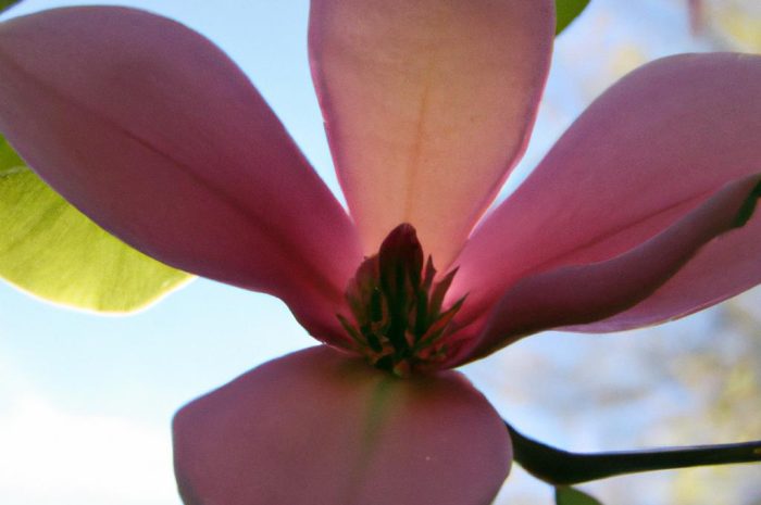 Tulipanowiec amerykański – odporne drzewo o pięknych kwiatach