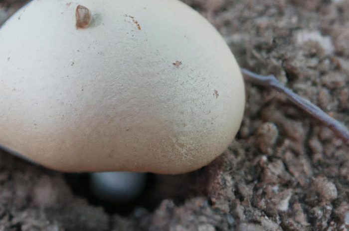 Twardzioszek przydrożny (Marasmius oreades) – najważniejsze fakty o tym grzybie