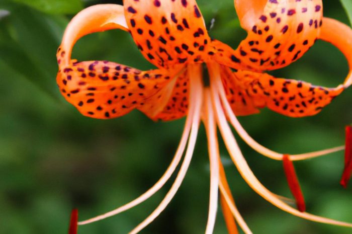 Tygrysówka – piękny, egzotyczny kwiat w twoim ogrodzie