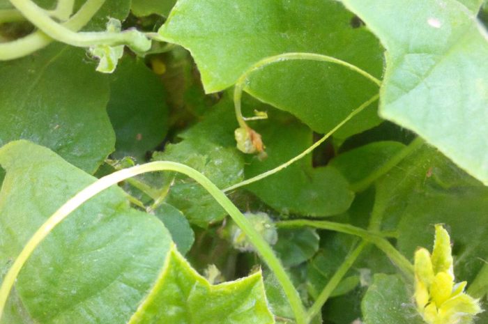 Tykwa pospolita – co to za roślina? Sprawdź, jak uprawiać ją w swoim przydomowym ogrodzie