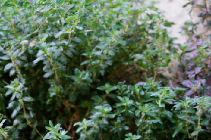 Tymianek – uprawa i pielęgnacja. Zobacz, jak uprawiać tymianek w ogrodzie i domu!