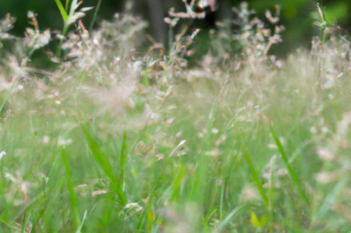 Tymotka łąkowa – uprawa i zastosowanie brzanki pastewnej