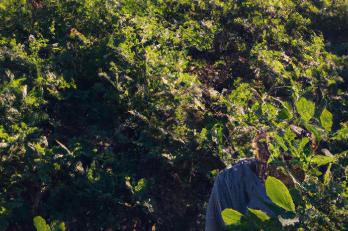 Uprawa lucerny i jej zastosowanie – wszystko, co musisz wiedzieć!