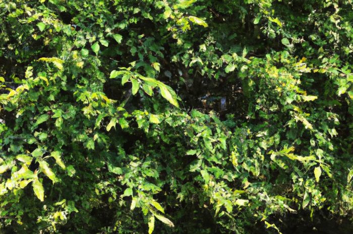 Uprawa, przycinanie i pielęgnacja Ulmus pumila. Wiąz syberyjski to idealna roślina na cudowny żywopłot!