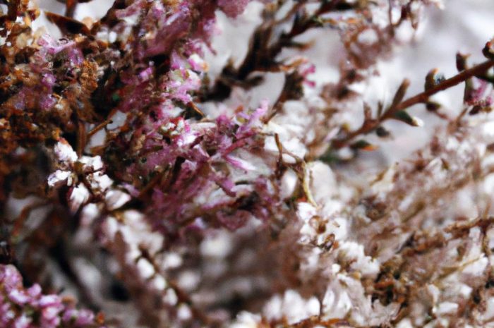 Uschnięte wrzosy po zimie. Co jest powodem, jak zabezpieczyć rośliny?