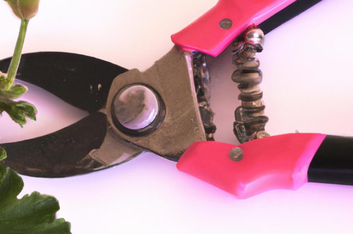 Uszczykiwanie pelargonii – jak prawidłowo wykonać cięcie kwiatów?