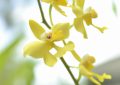 Bluszcz kanaryjski – długowieczna roślina, która ozdobi każdy ogród