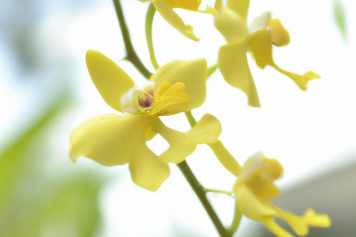 Wanilia – storczyk ze strefy tropikalnej i źródło znanej przyprawy