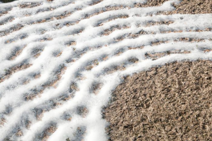 Własny ogród zen – jak go urządzić?