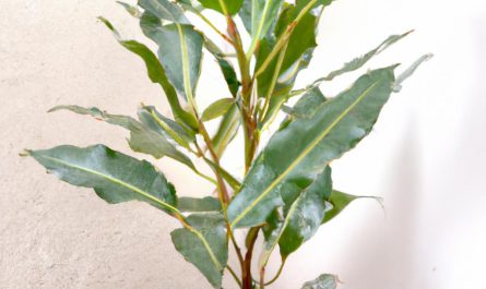 Bluszcz pospolity, nazywany także Hedera helix, to doskonała roślina do uprawy doniczkowej i ogrodowej. Sprawdź, jak uprawiać bluszcz doniczkowy!