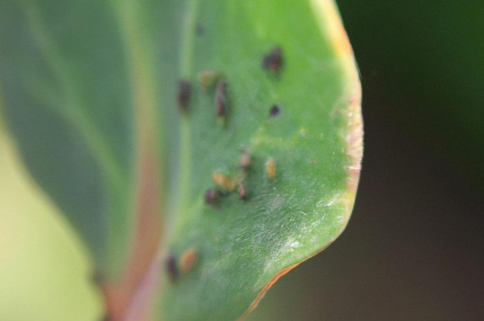 Wciornastki – szkodniki, które żerują na roślinach zielonych. Jak je zwalczać i ochronić swoją uprawę?