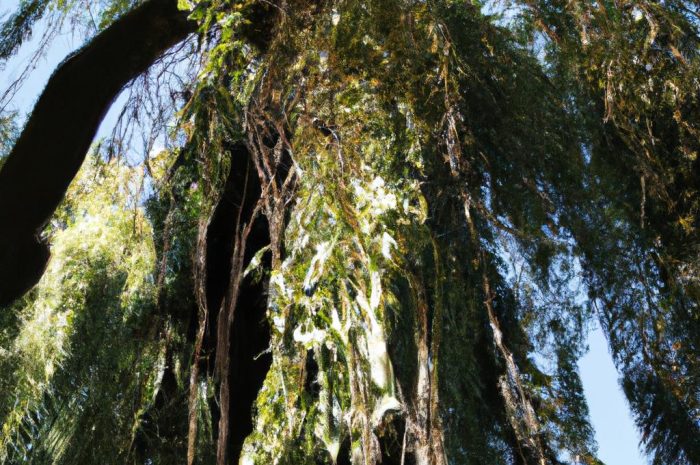 Wiąz górski „Camperdownii” (Ulmus glabra) – uprawa drzewa w ogrodzie