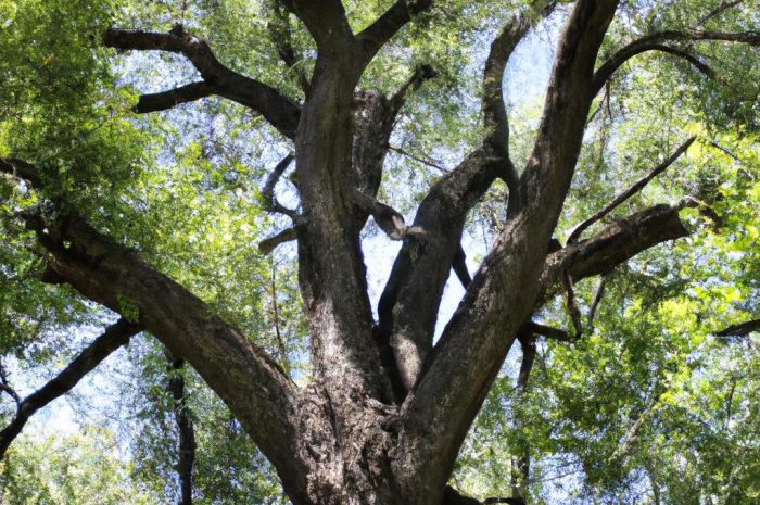 Wiąz – jedno z najpiękniejszych drzew liściastych w Europie. Skąd pochodzi i gdzie występuje?