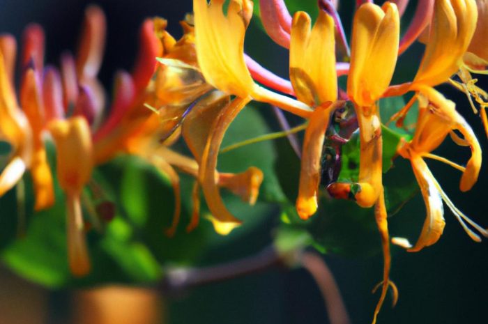 Wiciokrzew Browna – wymagania i uprawa tego oryginalnego pnącza