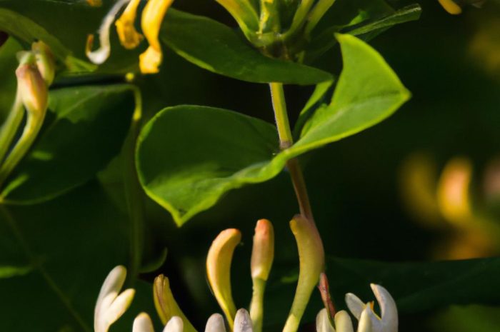 Wiciokrzew (Lonicera) – uprawa i pielęgnacja. Jak dbać o to kwitnące pnącze?