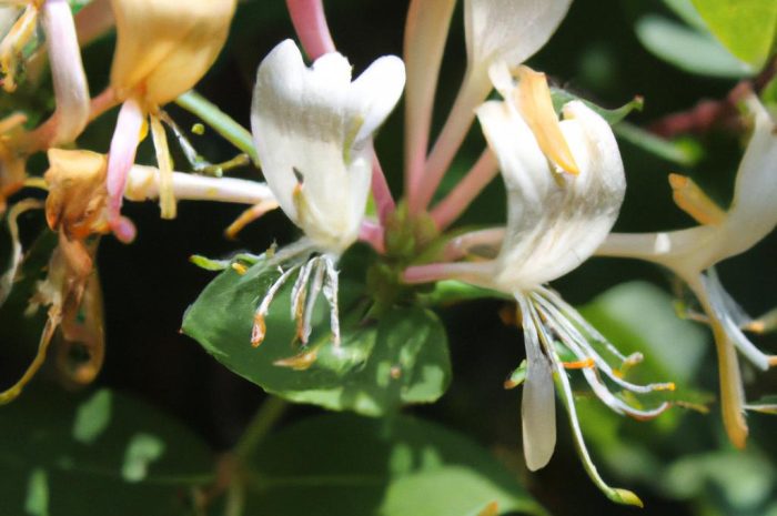 Wiciokrzew pomorski (Lonicera periclymenum) – ozdobne pnącze. Wymagania, stanowisko, uprawa