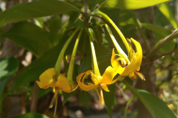 Wiciokrzew zaostrzony (Lonicera acuminata) – jak wygląda jego uprawa i pielęgnacja? Sprawdź, jakie są wymagania tej rośliny!