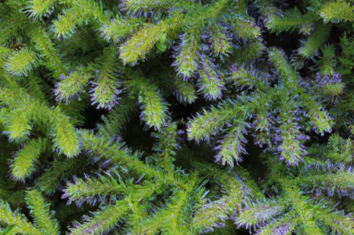 Widłak goździsty – wiecznie zielona roślina, którą łatwo pomylić z pospolitym mchem. Poznaj go bliżej!