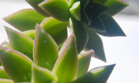 Bluszczyk kurdybanek – jak wygląda uprawa tej rośliny? Zobacz, jak o nią zadbać w swoim ogrodzie!