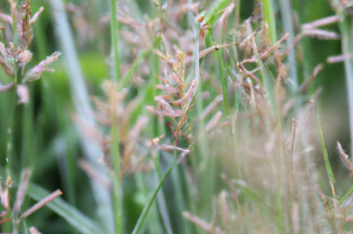 Wiechlina roczna – jak poradzić sobie z tym uciążliwym chwastem?